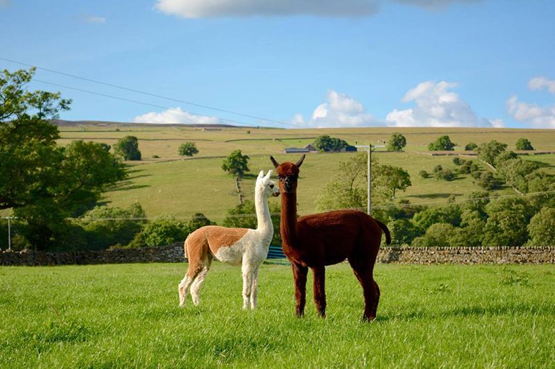 Farm/Wildlife 10