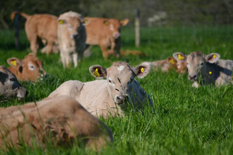 Farm/Wildlife 13