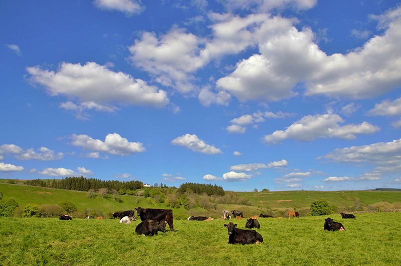 Farm/Wildlife 1