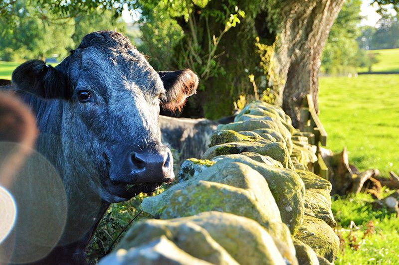 Farm/Wildlife 2