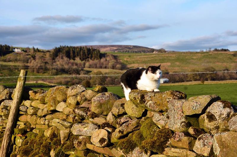 Farm/Wildlife 4
