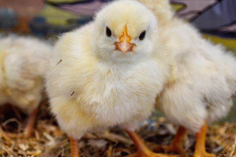 Farm/Wildlife 9